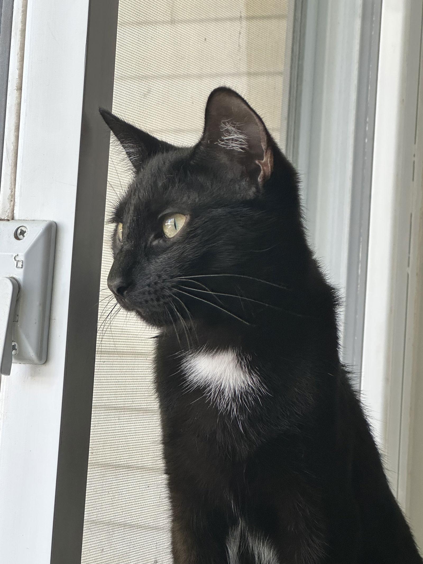 Enlarge WILLOW, a Adoptable Domestic Short Hair in Northfield, OH image 2/3