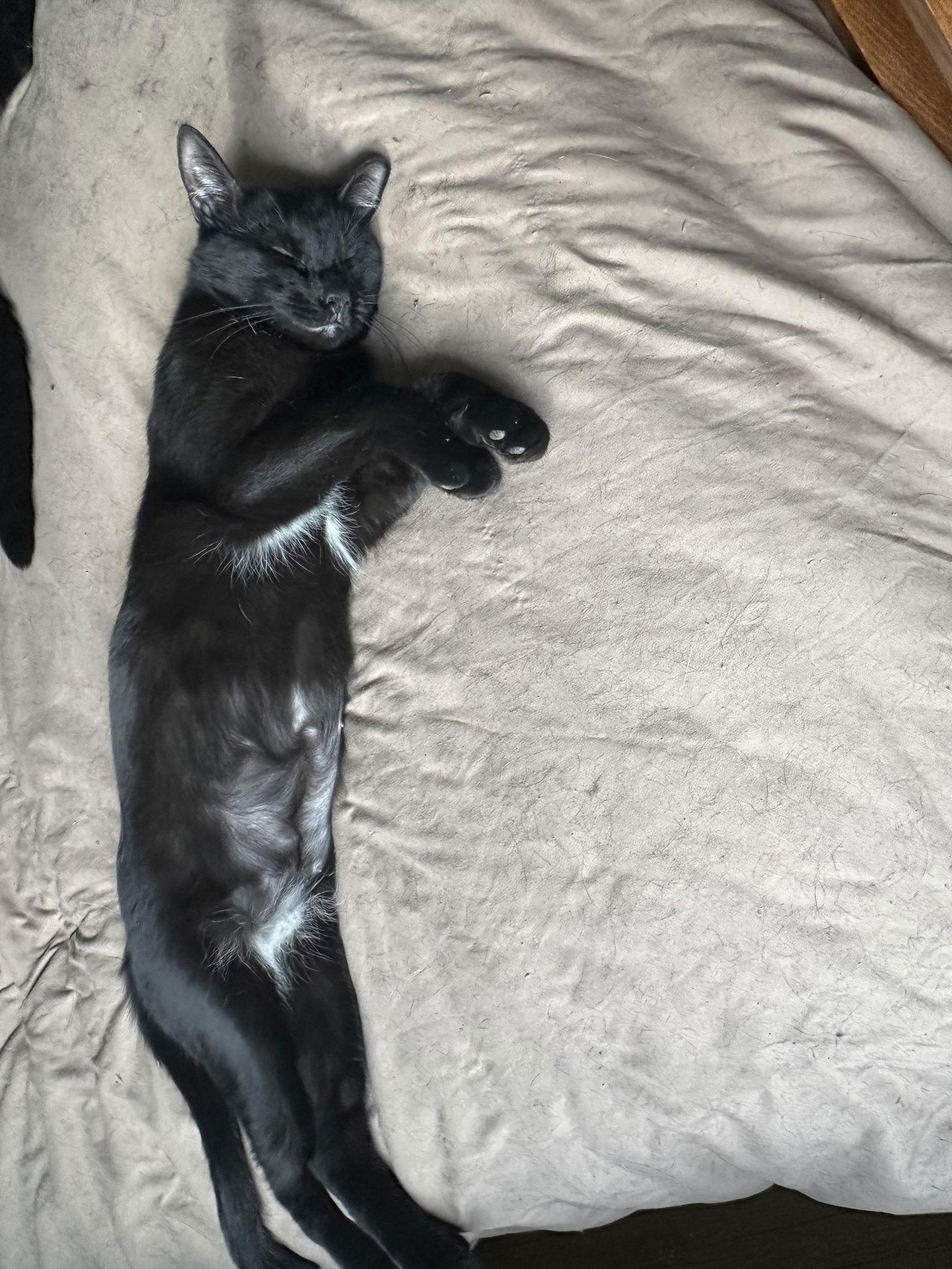 Enlarge WILLOW, a Adoptable Domestic Short Hair in Northfield, OH image 3/3