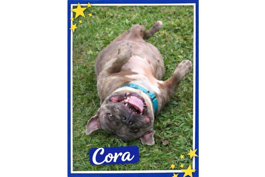 Enlarge Cora, a Adoptable mixed breed in Yukon, OK image 1/4
