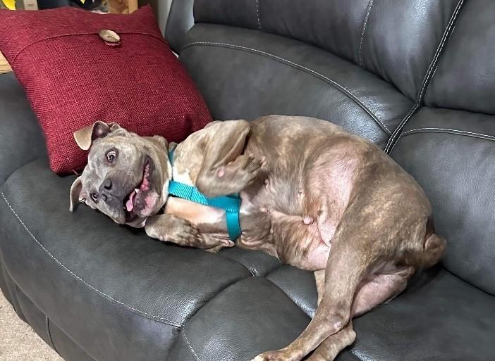 Cora, a Adoptable mixed breed in Yukon, OK image 4/4