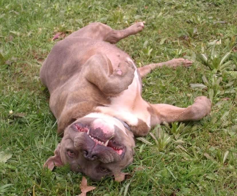 Cora, a Adoptable mixed breed in Yukon, OK image 2/4