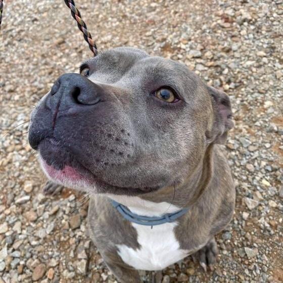 Cora, Adoptable, Senior Female American Staffordshire Terrier.