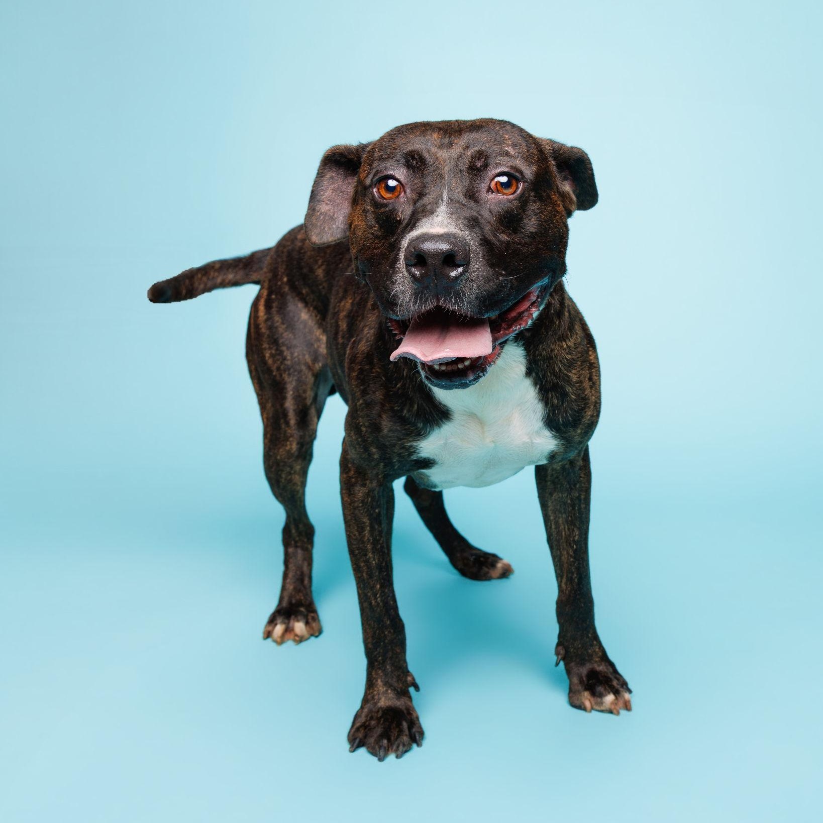 Enlarge Mac, an adoptable mixed breed in Waterloo, IA image 2/5