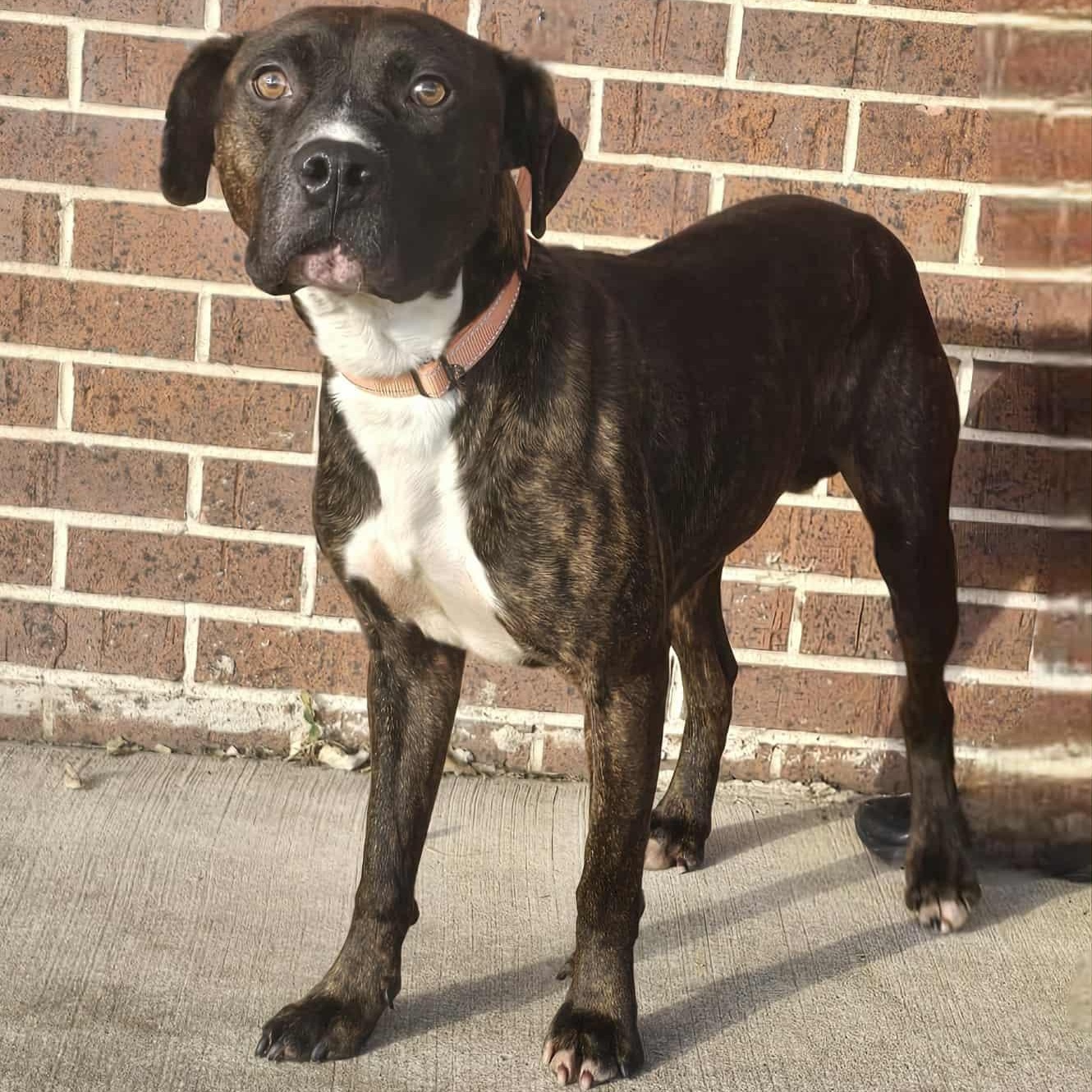 Mac, adoptable, Adult Male Pit Bull Terrier.