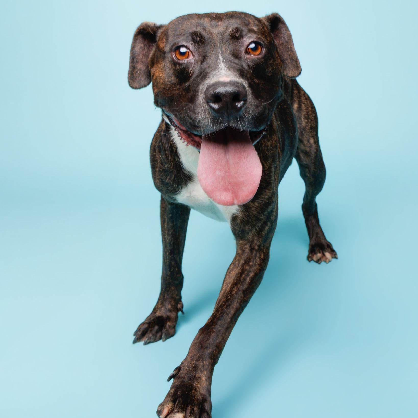 Mac, adoptable, Adult Male Pit Bull Terrier.