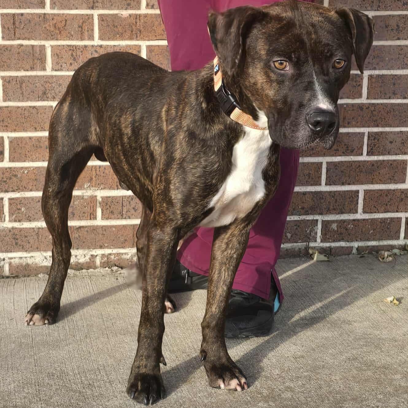 Enlarge Mac, an adoptable mixed breed in Waterloo, IA image 2/3