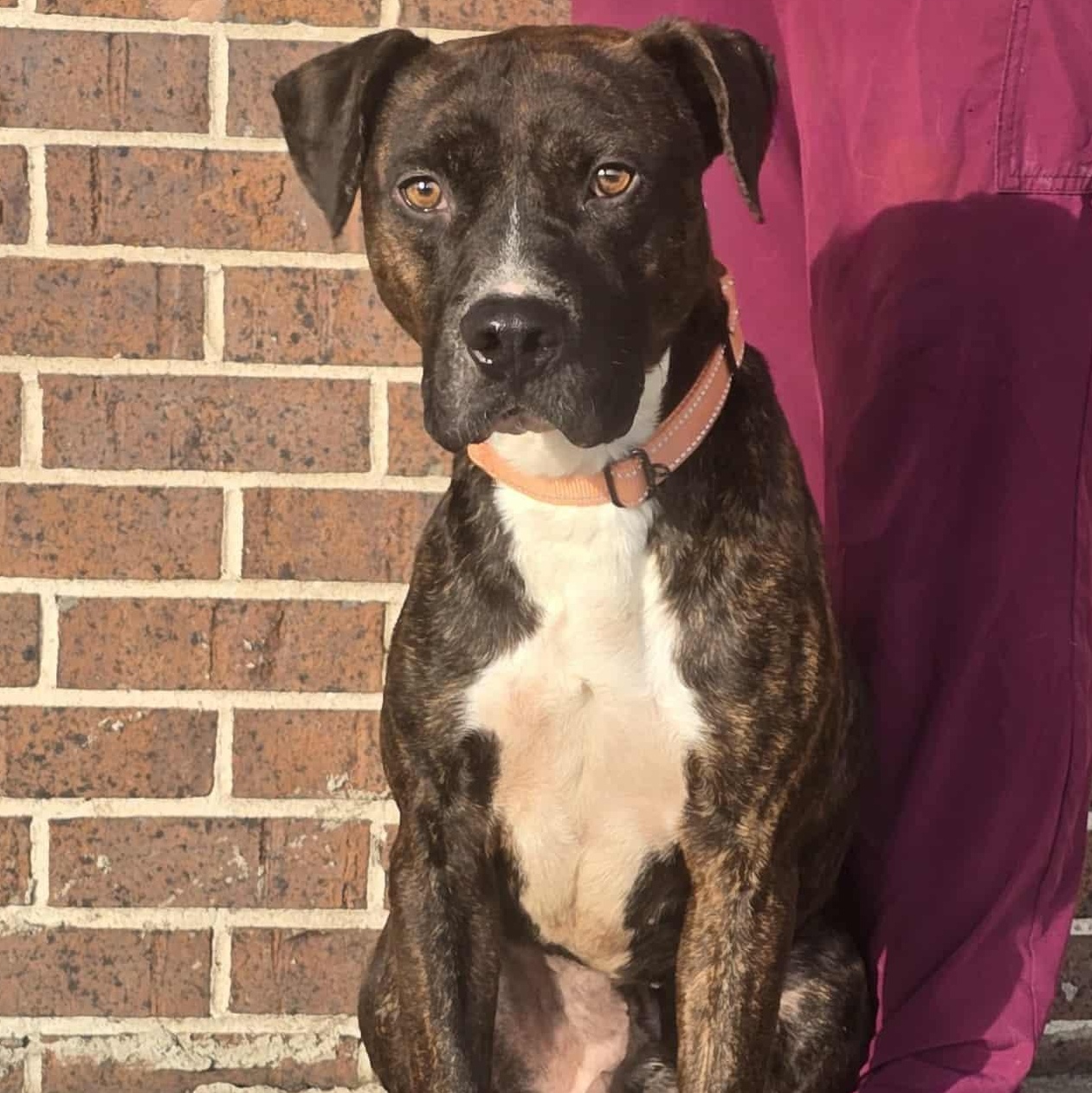 Enlarge Mac, an adoptable mixed breed in Waterloo, IA image 3/3