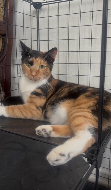 Emiko (1 year), a Adoptable Domestic Short Hair in Los Angeles, CA image 1/2