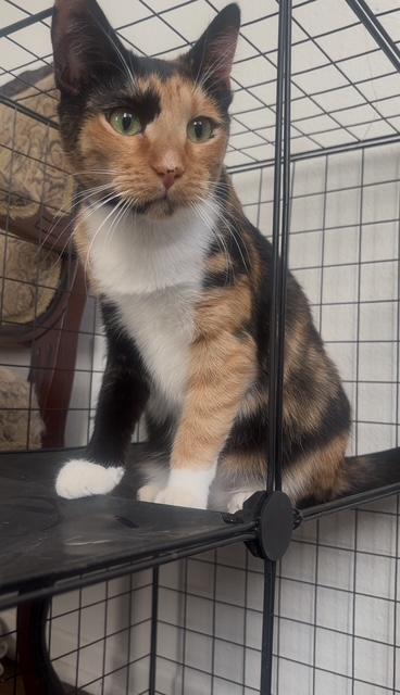 Emiko (1 year), a Adoptable Domestic Short Hair in Los Angeles, CA image 2/2