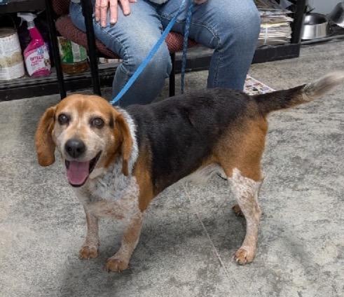 Enlarge Tracker, a Adoptable Beagle in Louisville, KY image 2/2