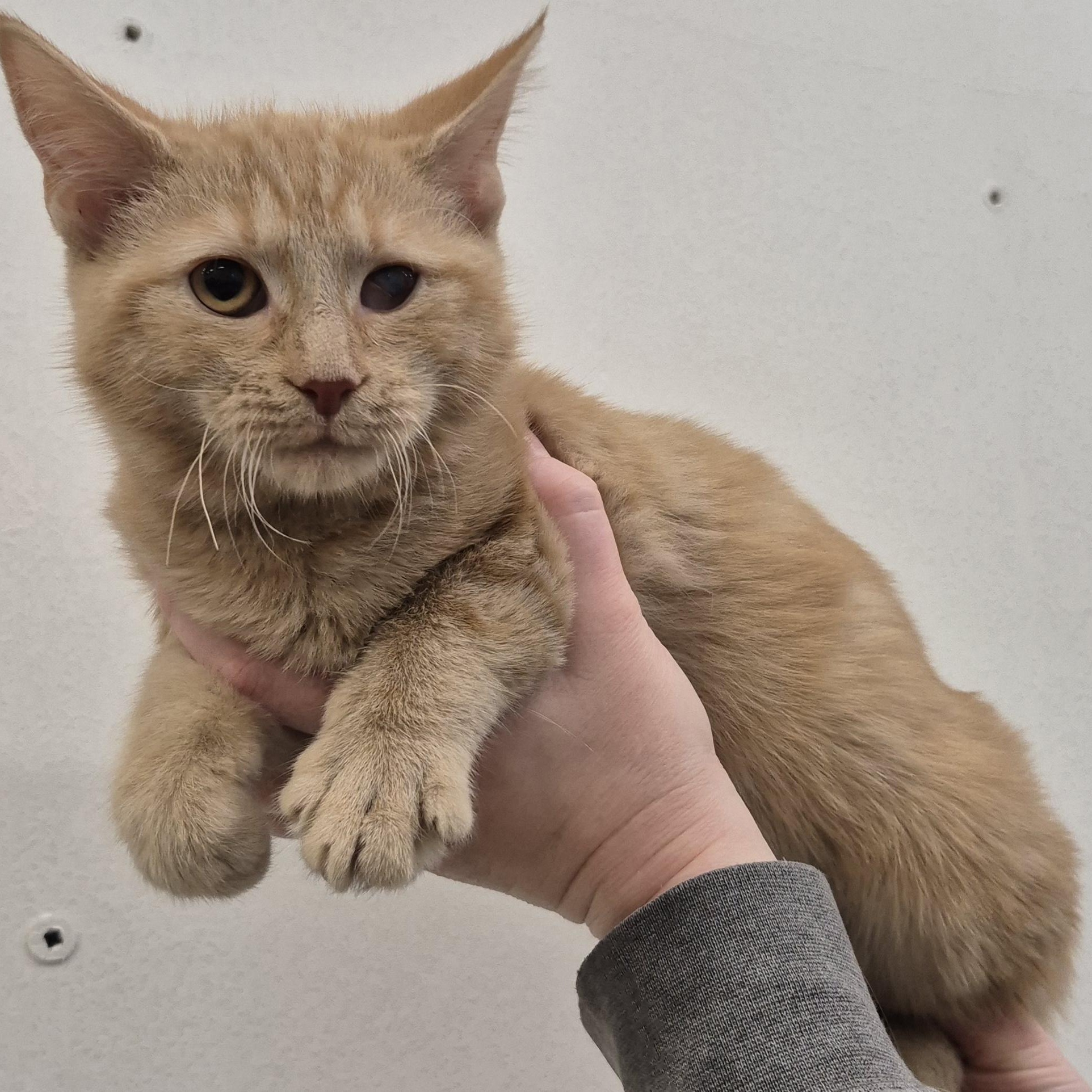 Enlarge KITTEN Flicker (F) -- VISIT ME AT CRABAPPLE KNOLL VET, a Adopted Domestic Medium Hair in Alpharetta, GA image 3/5