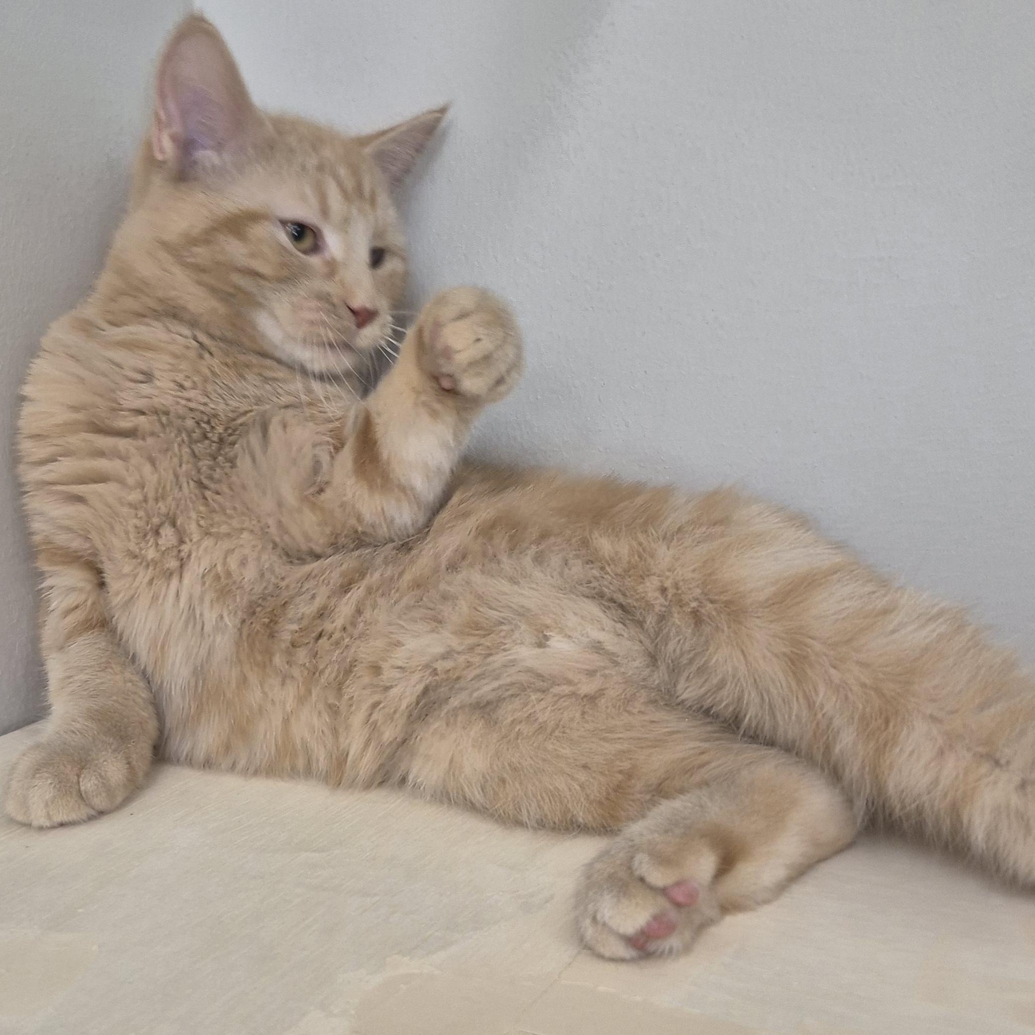 KITTEN Flicker (F) -- VISIT ME AT CRABAPPLE KNOLL VET, Adopted, Kitten Female Domestic Medium Hair.