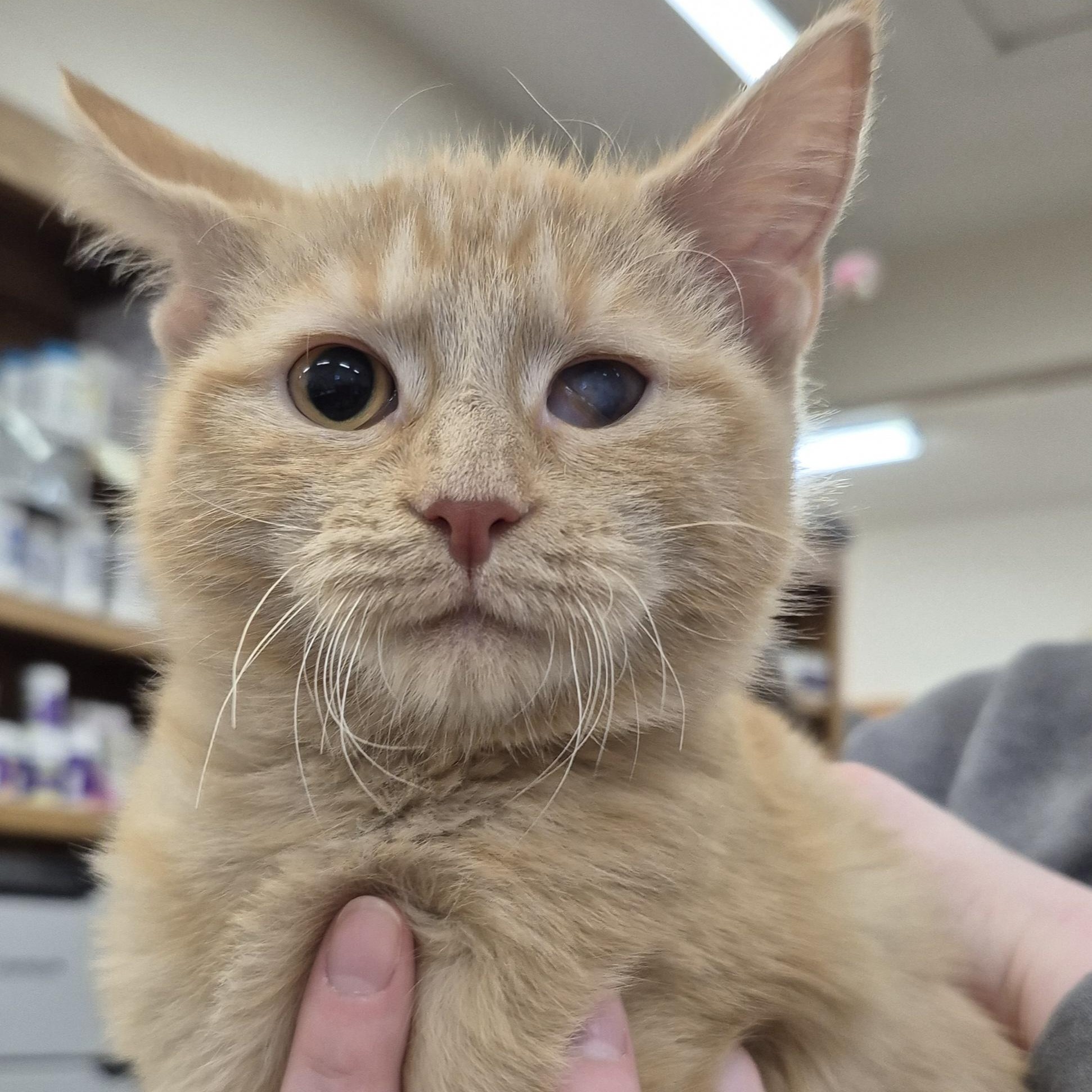Enlarge KITTEN Flicker (F) -- VISIT ME AT CRABAPPLE KNOLL VET, a Adopted Domestic Medium Hair in Alpharetta, GA image 4/5