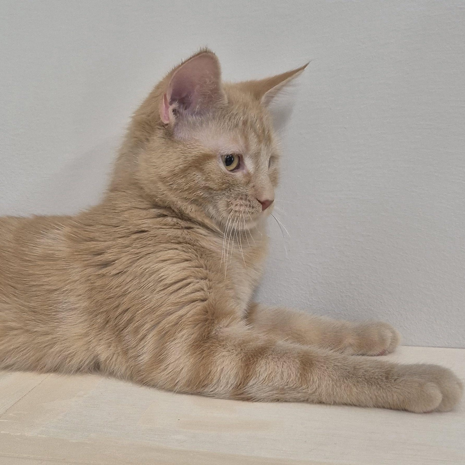 Enlarge KITTEN Flicker (F) -- VISIT ME AT CRABAPPLE KNOLL VET, a Adopted Domestic Medium Hair in Alpharetta, GA image 2/5