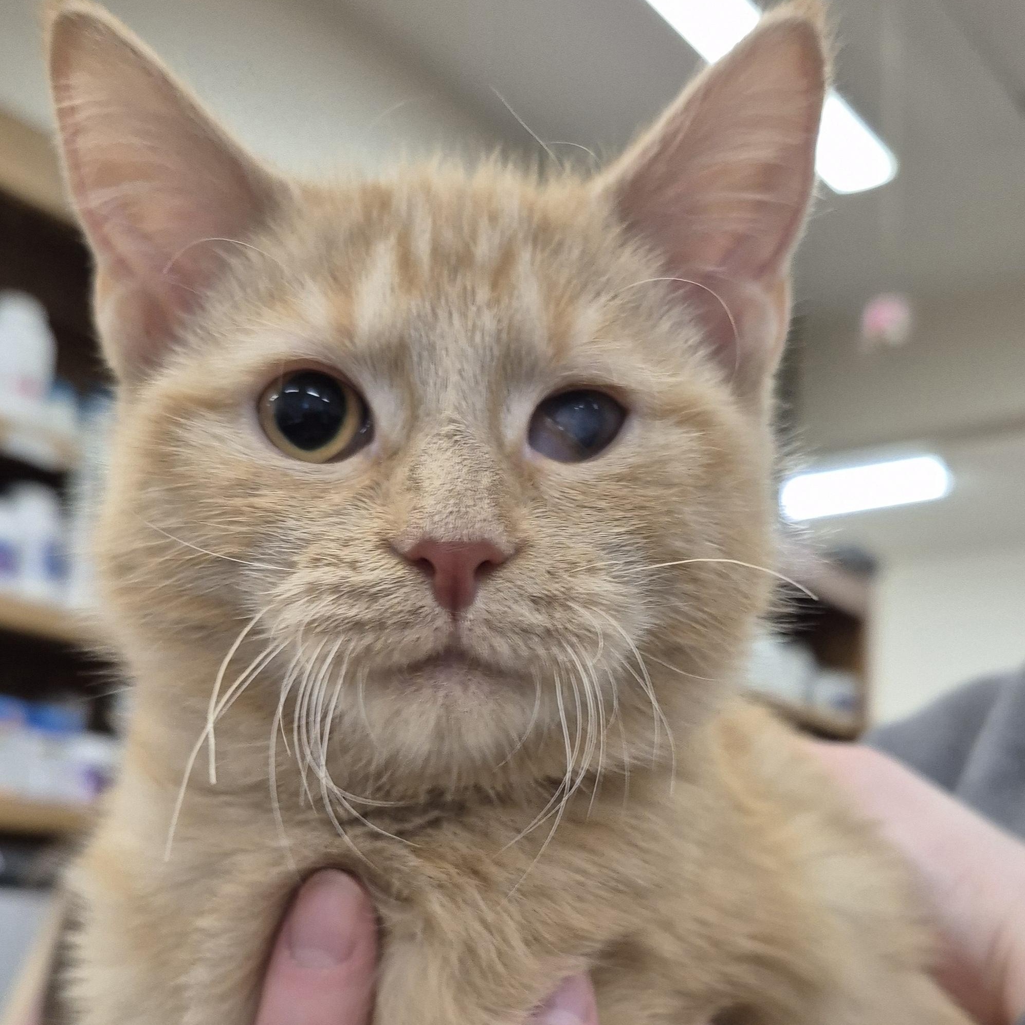 Enlarge KITTEN Flicker (F) -- VISIT ME AT CRABAPPLE KNOLL VET, a Adopted Domestic Medium Hair in Alpharetta, GA image 5/5