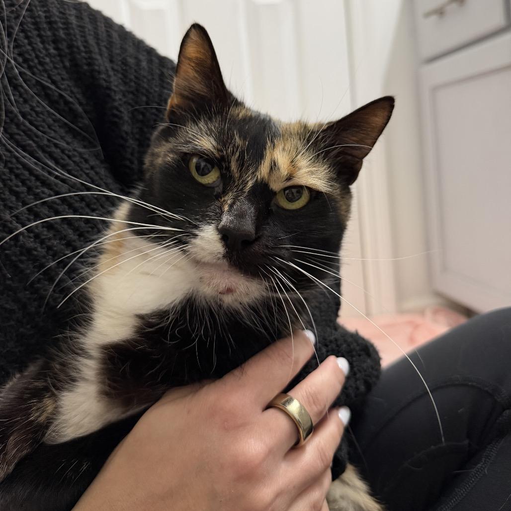 Enlarge Calypso, a ADOPTABLE Domestic Short Hair in Chattanooga, TN image 2/2