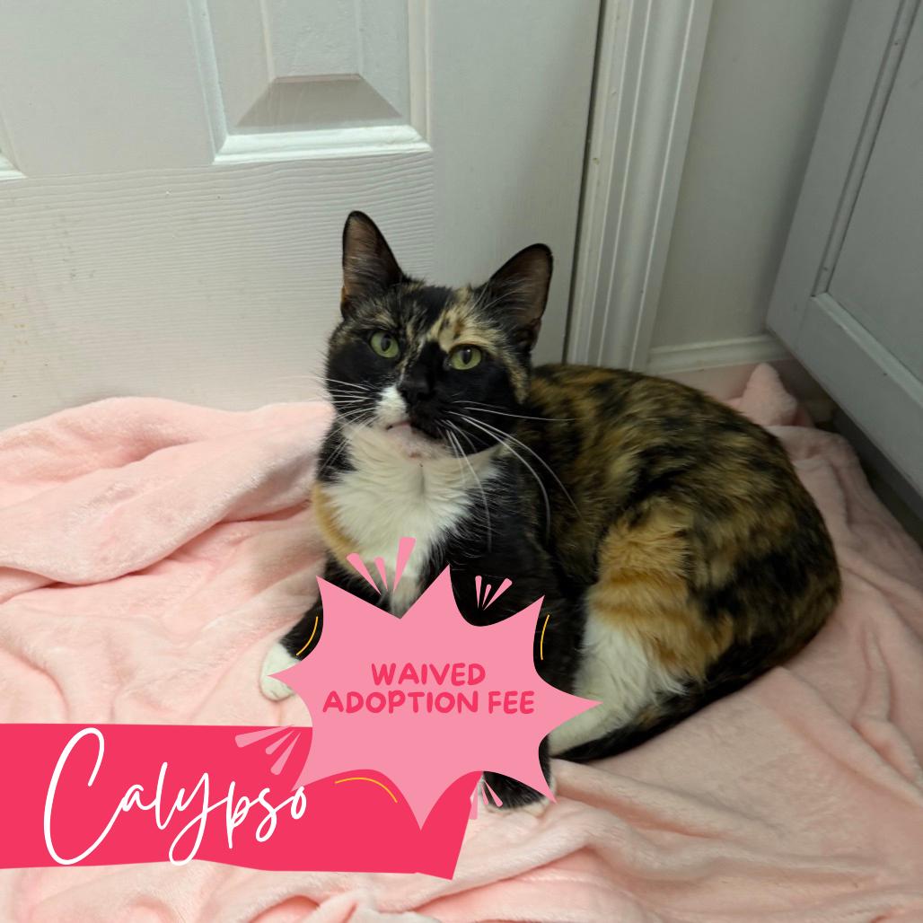 Enlarge Calypso, a ADOPTABLE Domestic Short Hair in Chattanooga, TN image 1/2