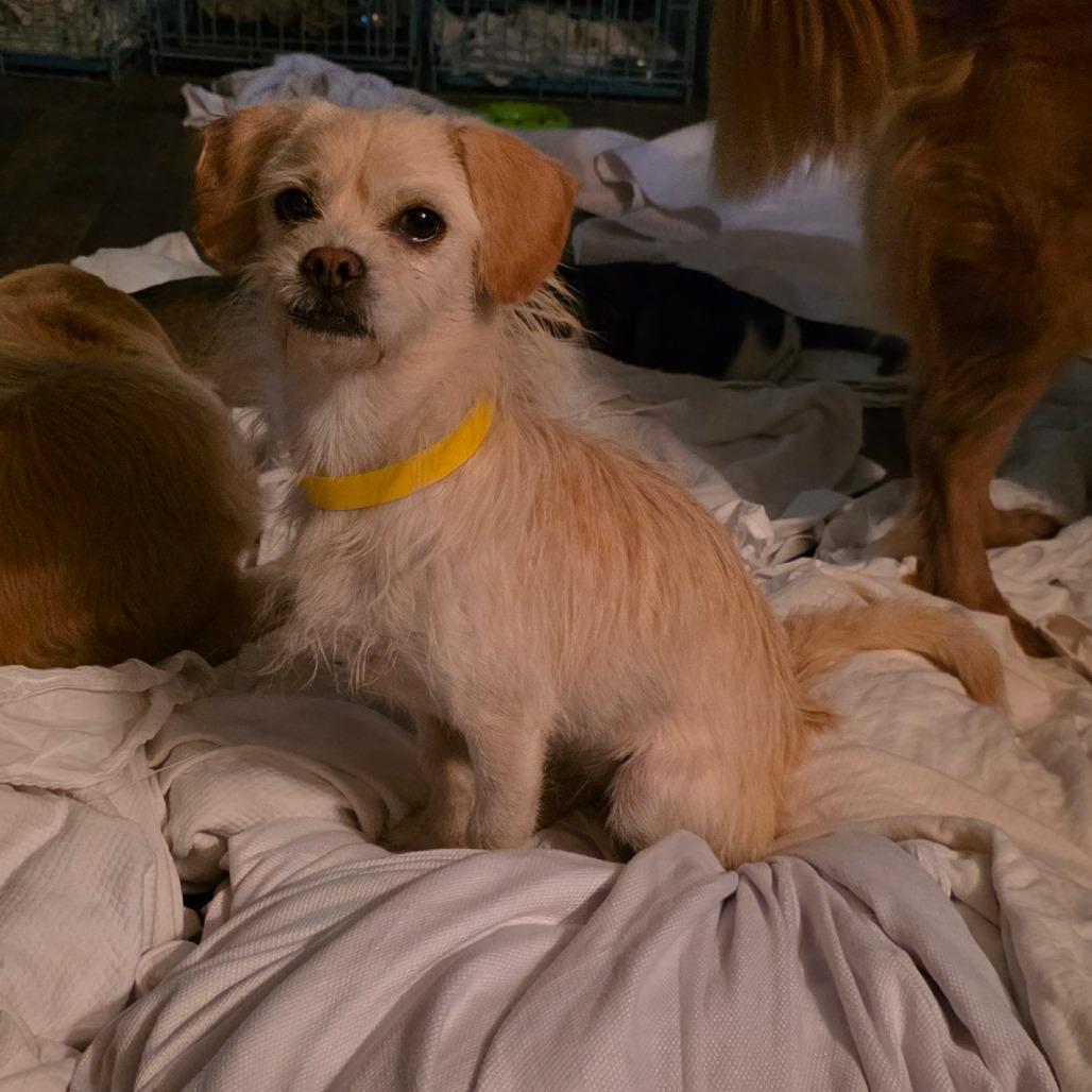 Sasha, Adoptable, Adult Female Sealyham Terrier.