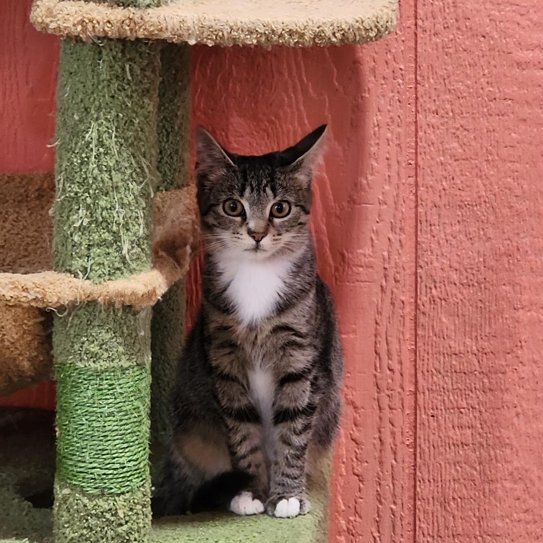 Camry, Adoptable, Young Female Domestic Short Hair.