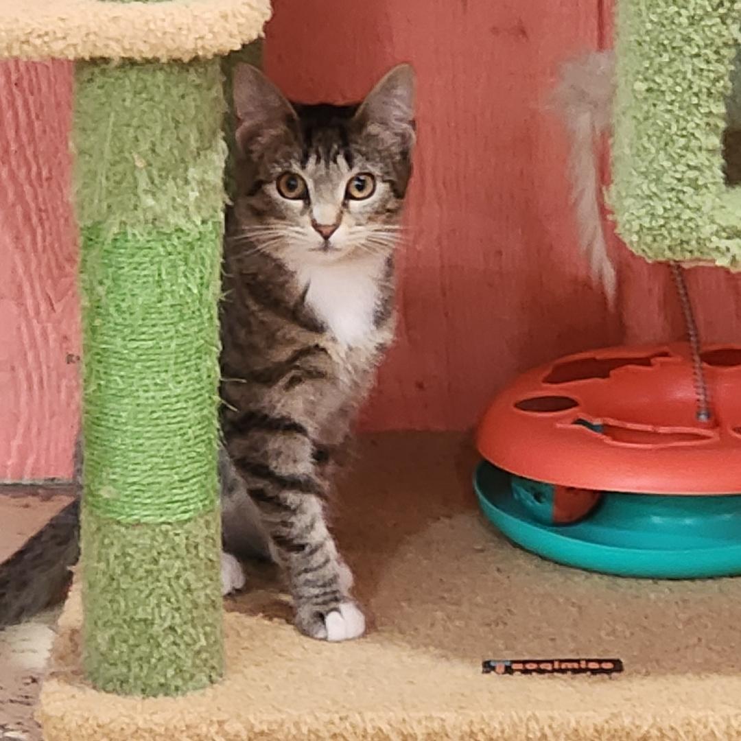 Enlarge Camry, a Adoptable Domestic Short Hair in Point Pleasant, WV image 2/3