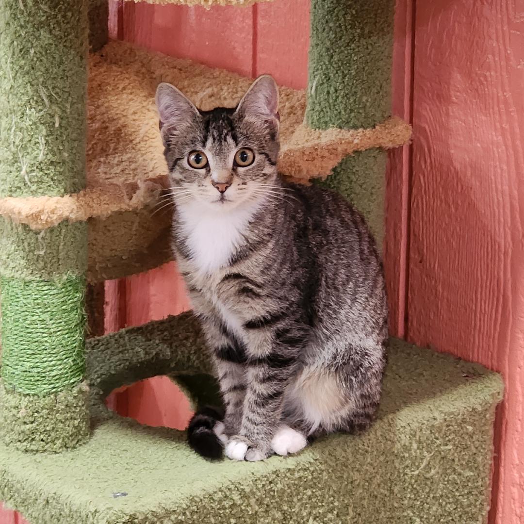 Enlarge Camry, a Adoptable Domestic Short Hair in Point Pleasant, WV image 3/3