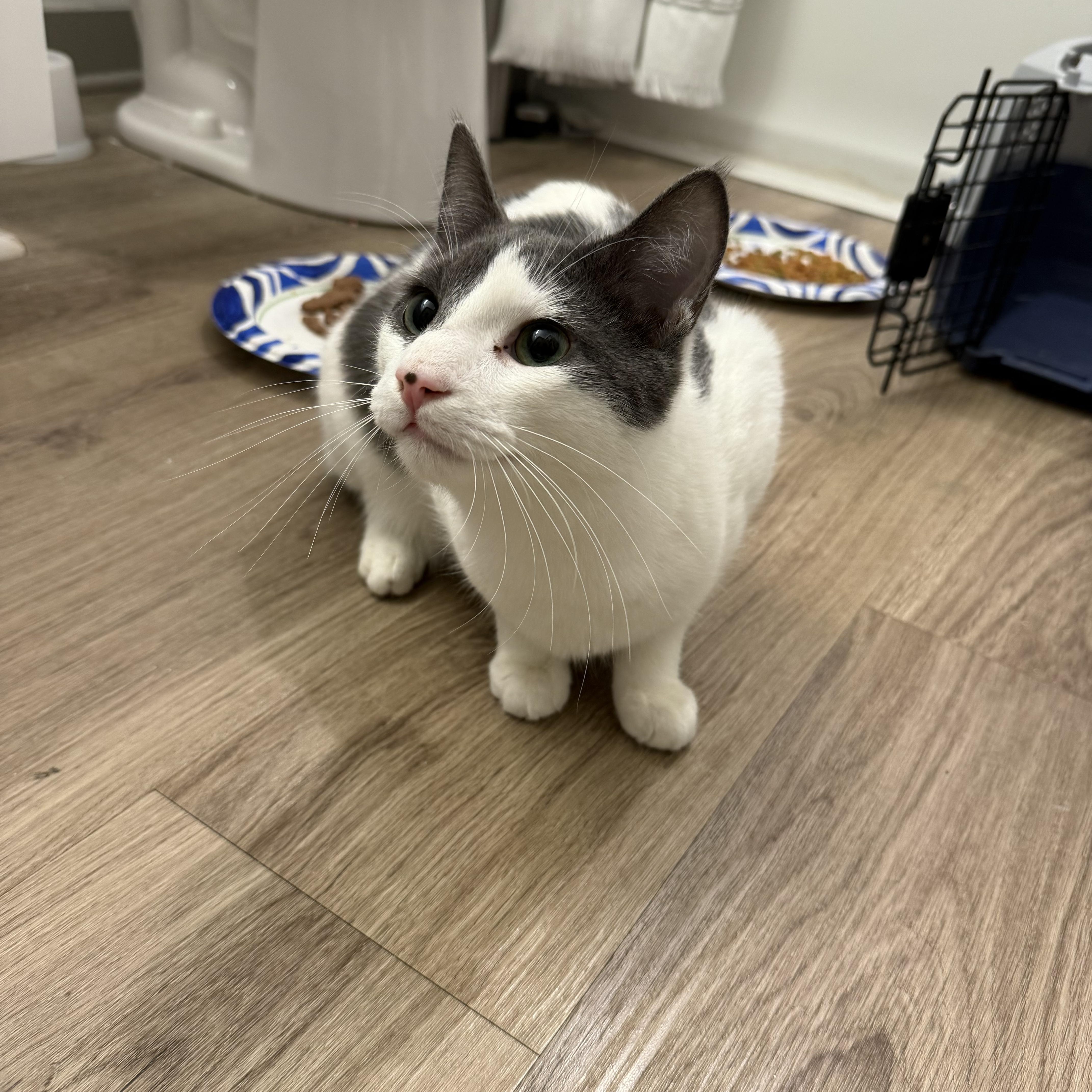 Sparrow — thumbnail 5