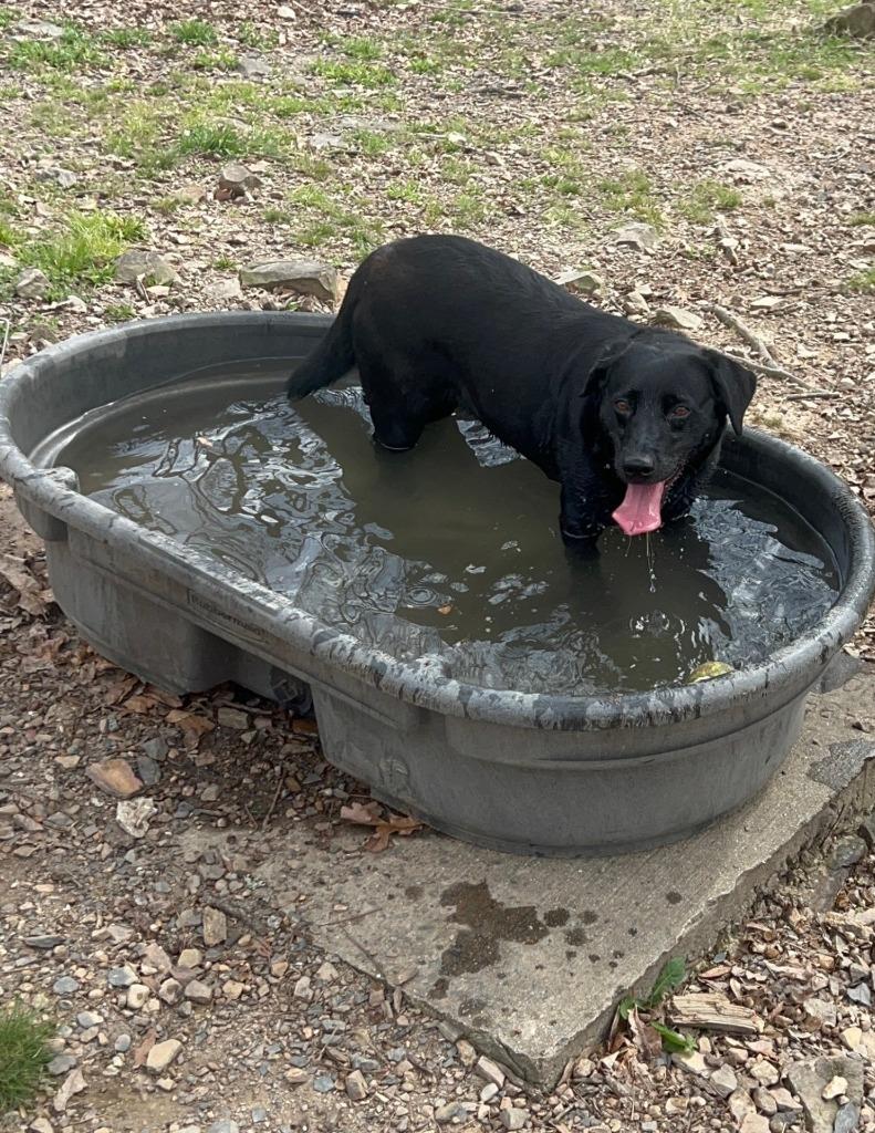 Mary, Adopted, Young Female Labrador Retriever & Mixed Breed.