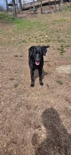 Mary, Adoptable, Young Female Labrador Retriever & Mixed Breed.