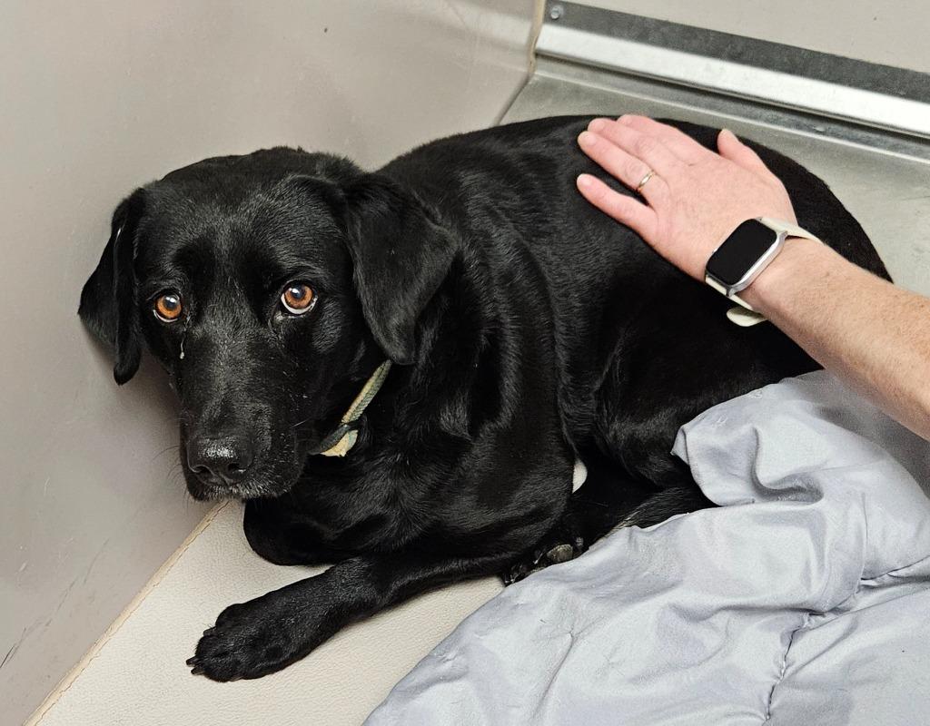 Enlarge Mary, a Adoptable mixed breed in Sherwood, AR image 2/2