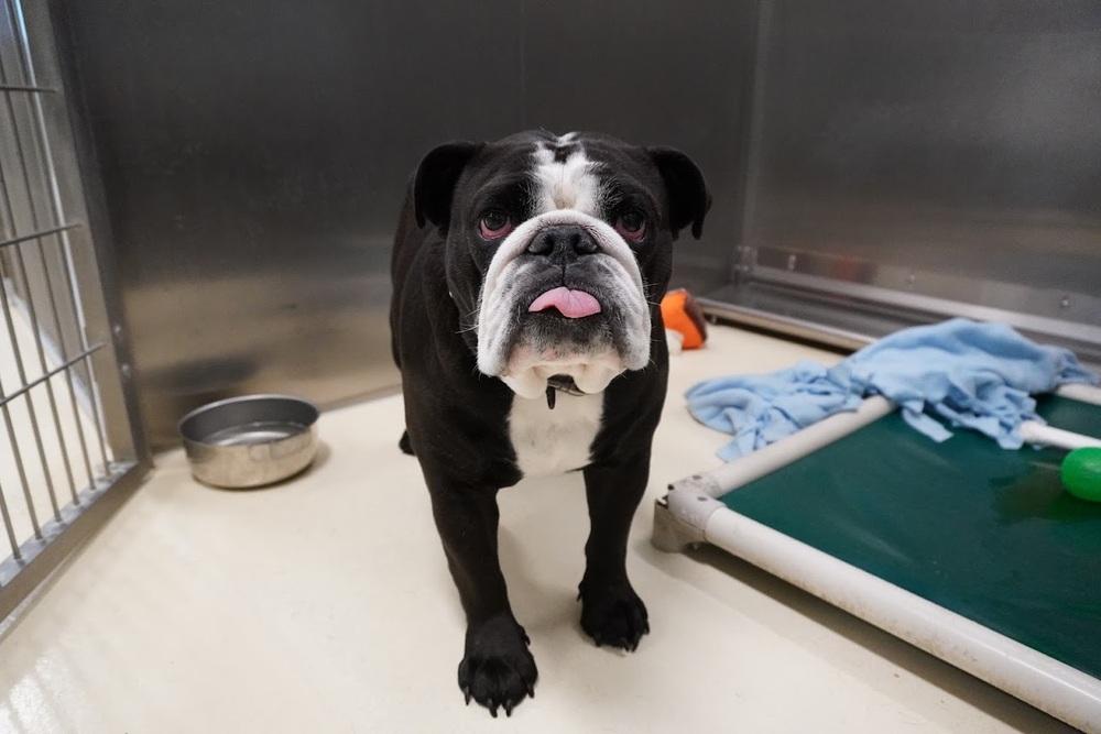 Enlarge Axle, a Adoptable mixed breed in Kalamazoo, MI image 1/3
