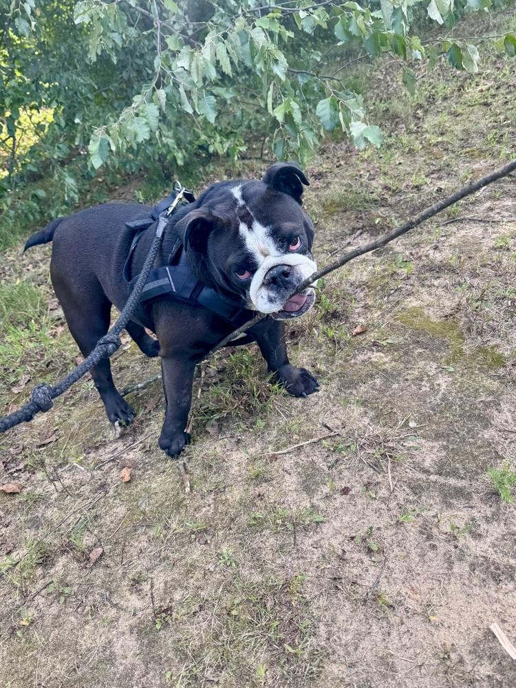 Enlarge Axle, a Adoptable mixed breed in Kalamazoo, MI image 2/3