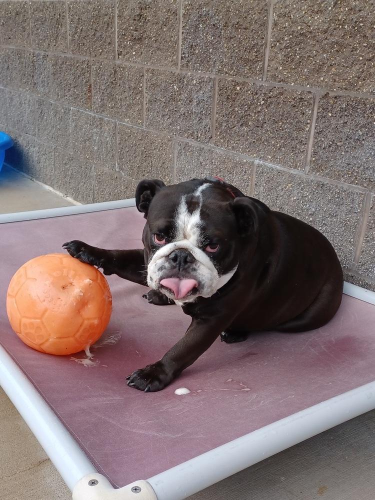 Enlarge Axle, a Adoptable mixed breed in Kalamazoo, MI image 3/3