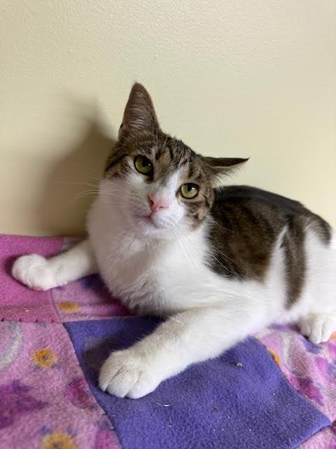 Maverick, a Adoptable Domestic Short Hair in Broomall, PA image 1/3