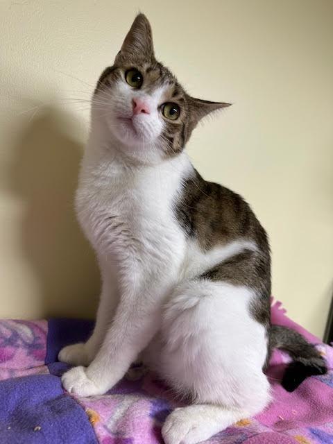 Maverick, a Adoptable Domestic Short Hair in Broomall, PA image 2/3