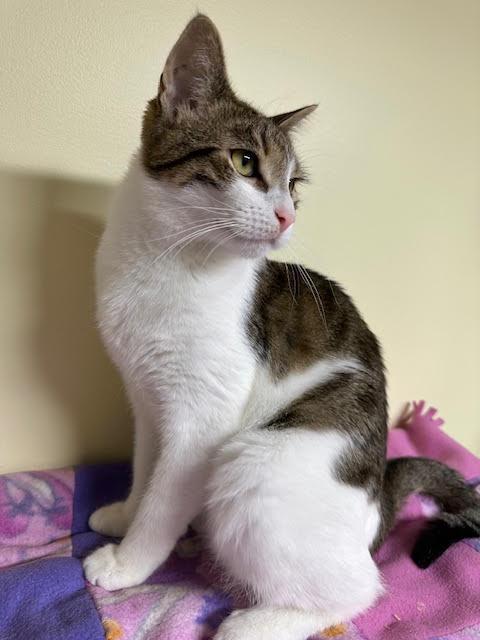 Maverick, a Adoptable Domestic Short Hair in Broomall, PA image 3/3