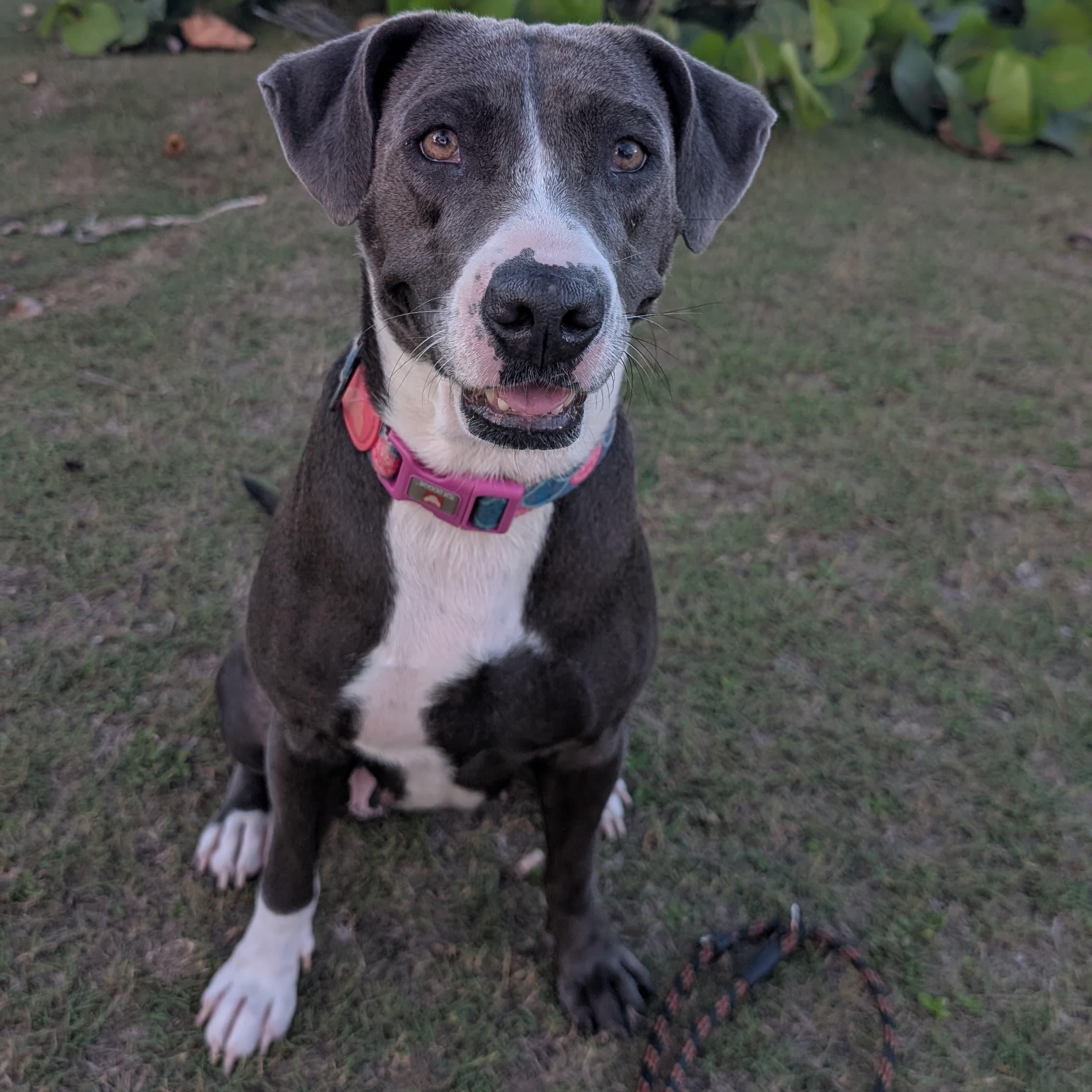 Enlarge MOONPIE - literally the best, a Adoptable mixed breed in Washington, DC image 1/6
