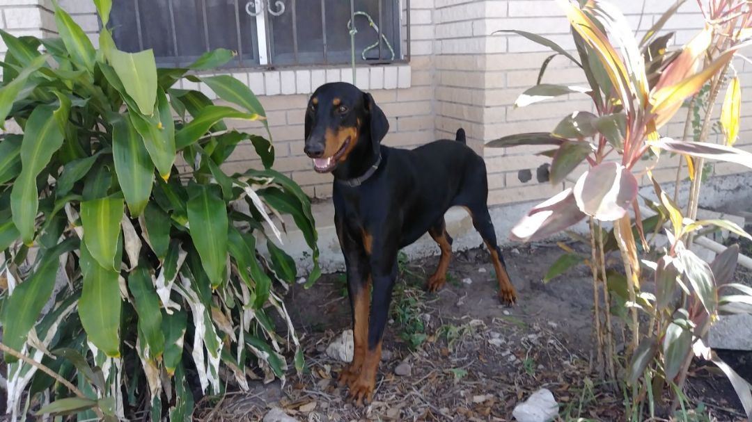 Bandit, Adoptable, Young Male Doberman Pinscher.