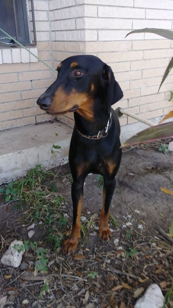 Enlarge Bandit, a Adoptable Doberman Pinscher in Donna, TX image 2/6