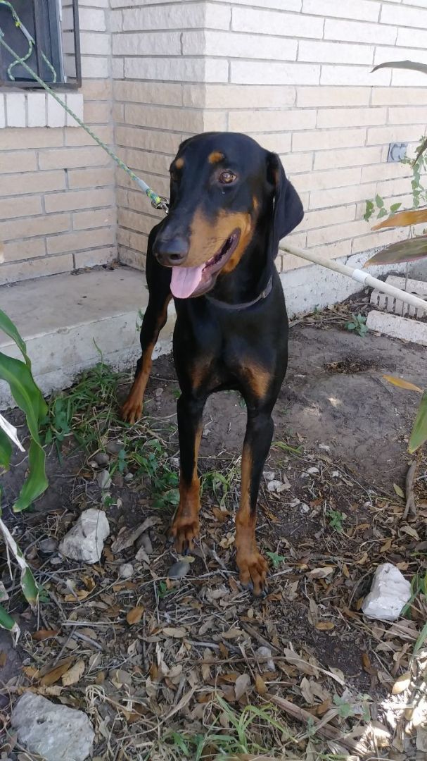 Enlarge Bandit, a Adoptable Doberman Pinscher in Donna, TX image 3/6