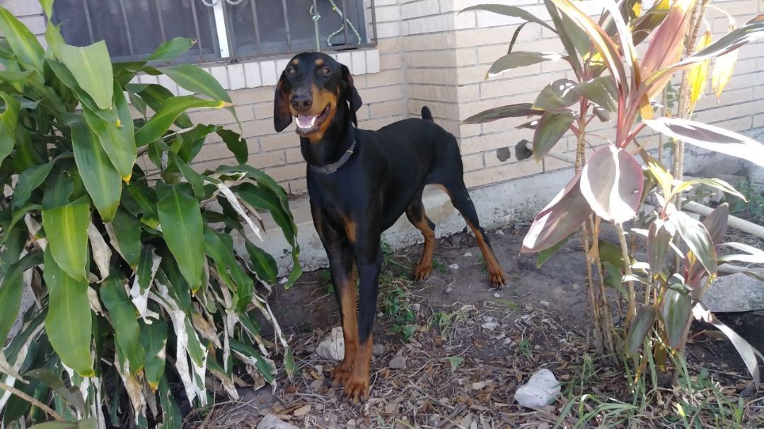 Enlarge Bandit, a Adoptable Doberman Pinscher in Donna, TX image 4/6