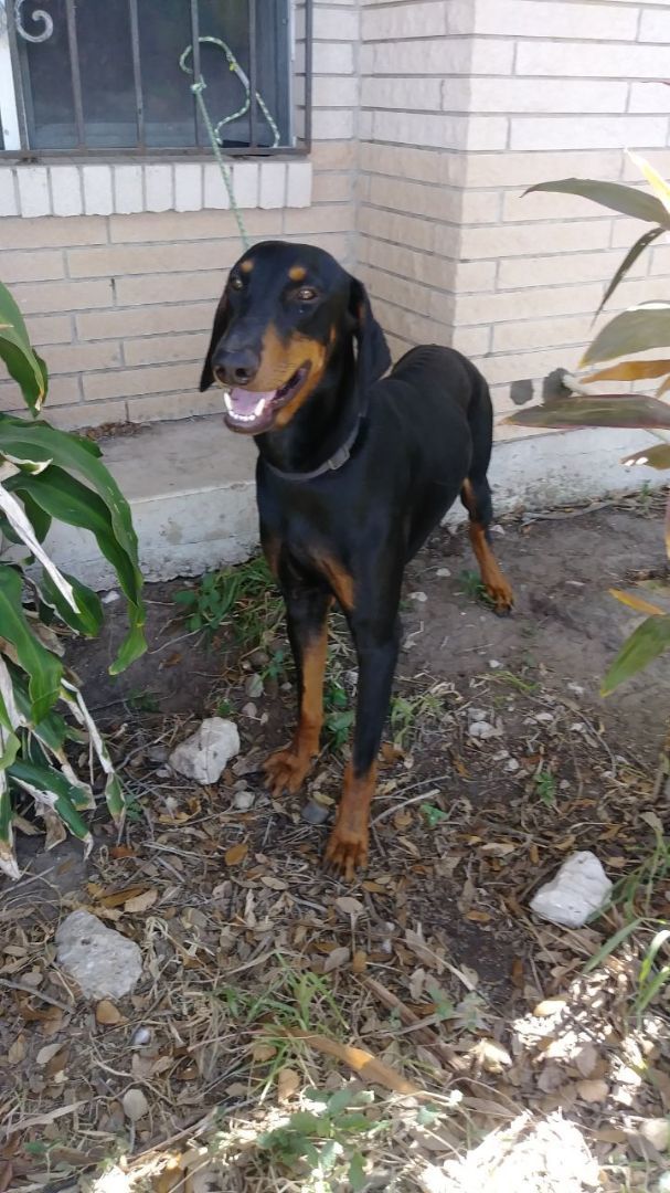 Enlarge Bandit, a Adoptable Doberman Pinscher in Donna, TX image 5/6