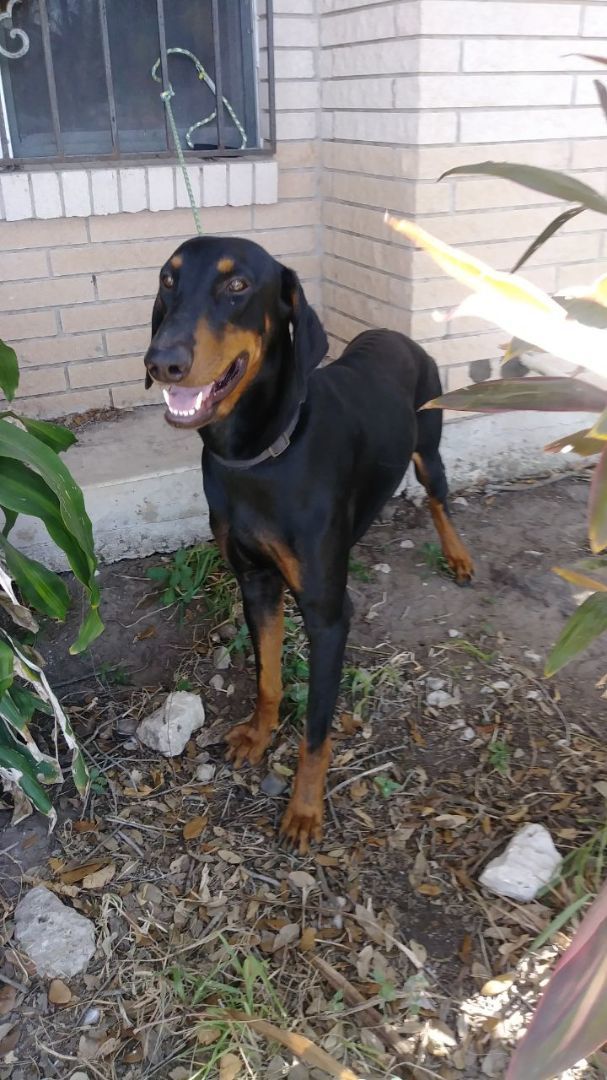 Enlarge Bandit, a Adoptable Doberman Pinscher in Donna, TX image 6/6