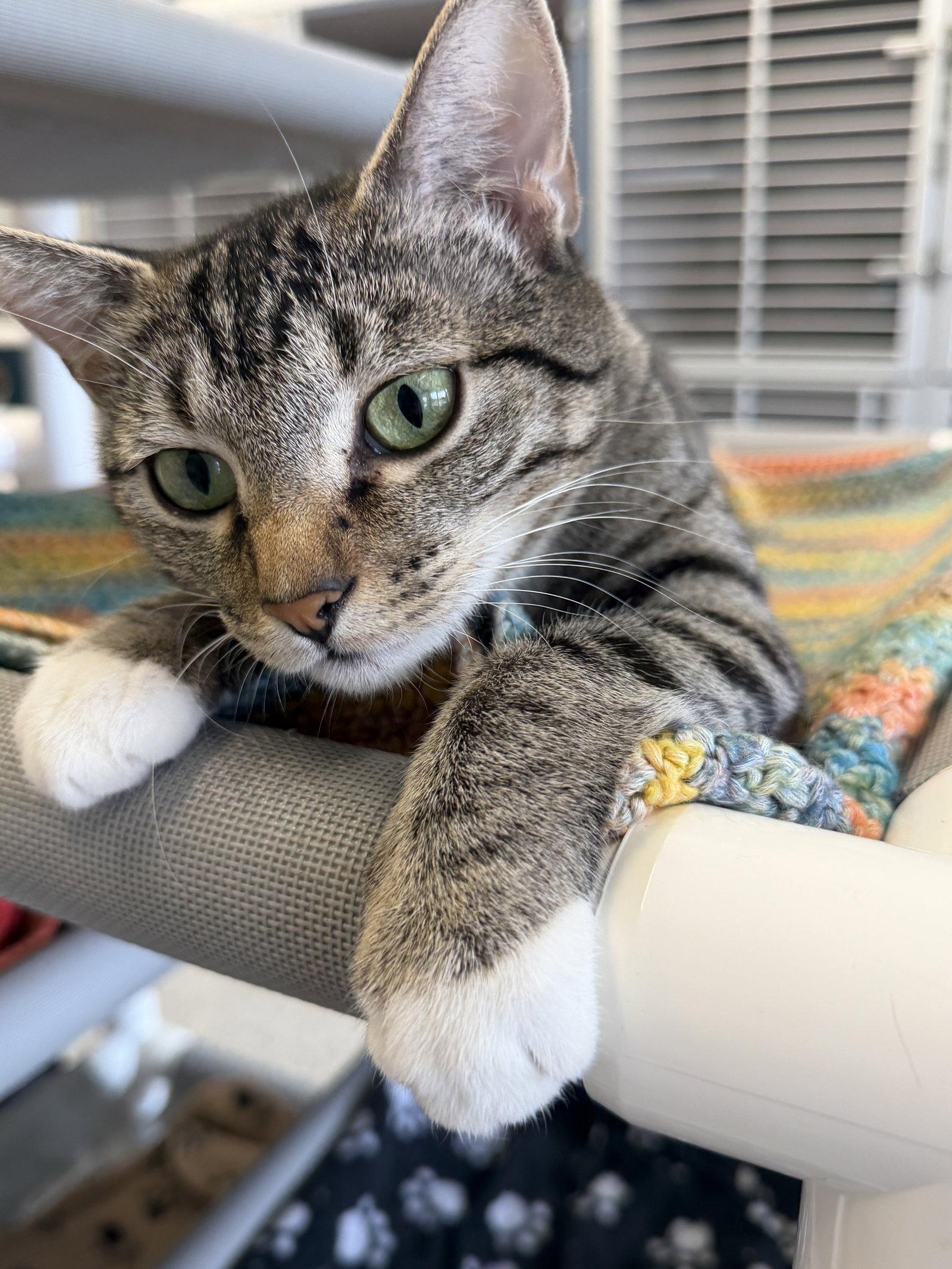 Madonna, Adoptable, Adult Female Domestic Short Hair.