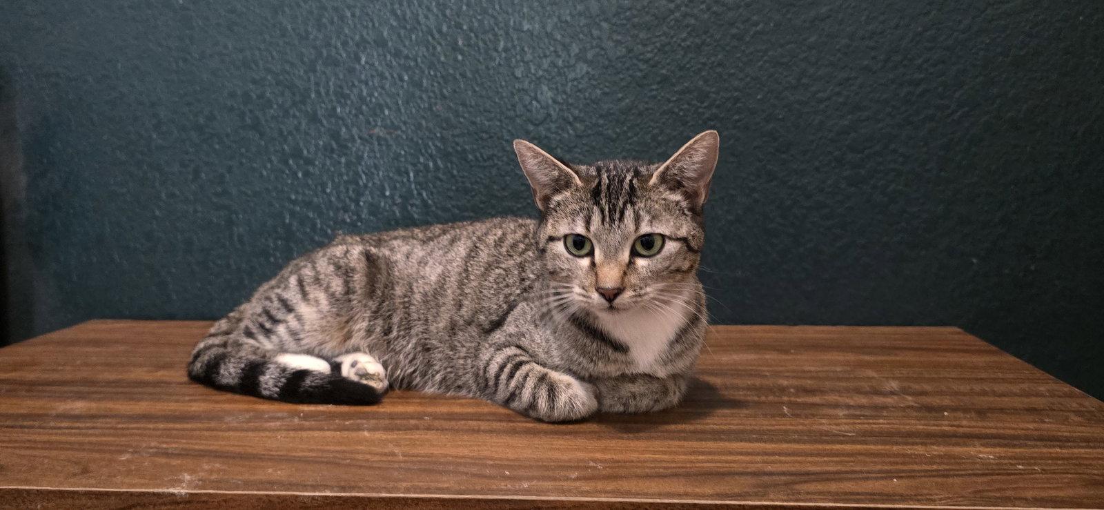 Madonna, Adoptable, Adult Female Domestic Short Hair.