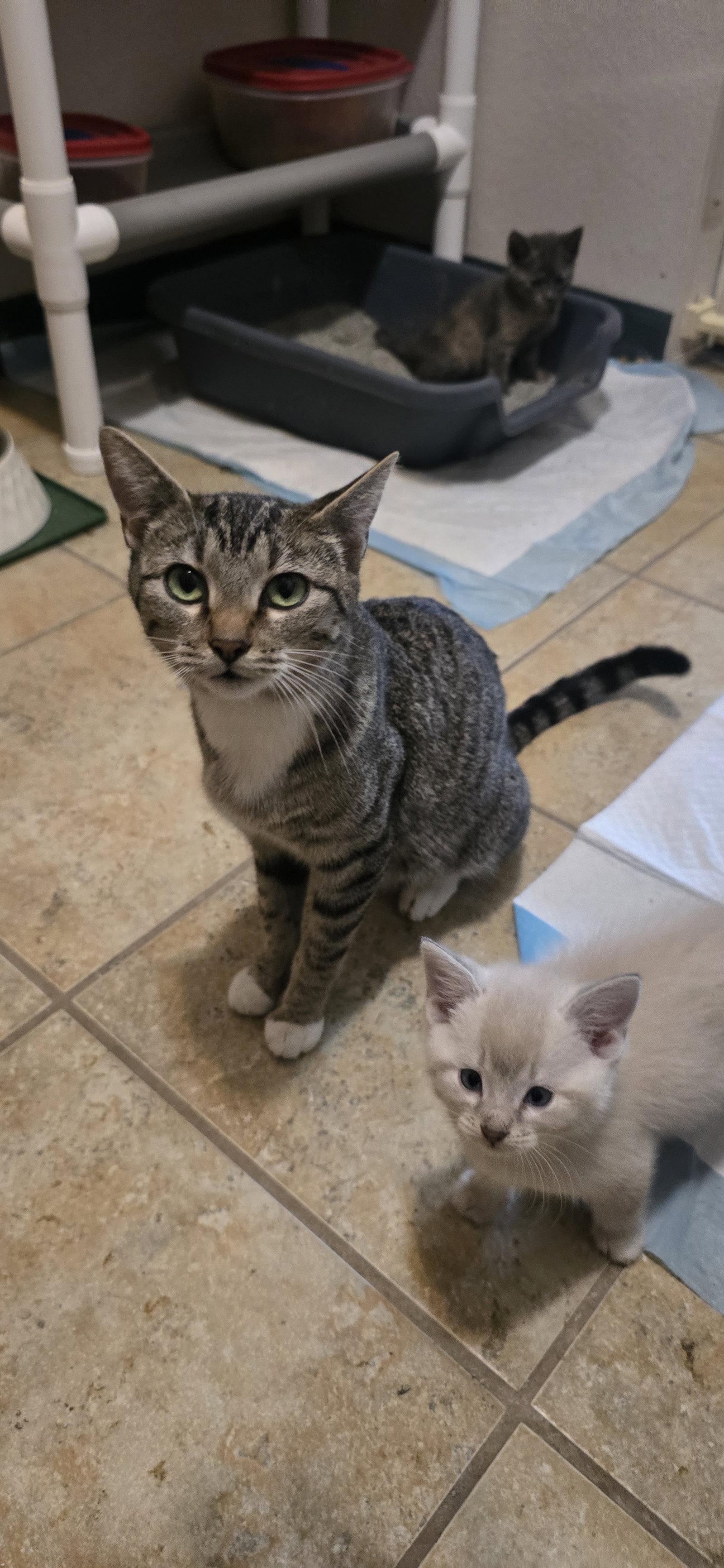 Enlarge Madonna, a Adoptable Domestic Short Hair in Evergreen, CO image 2/3