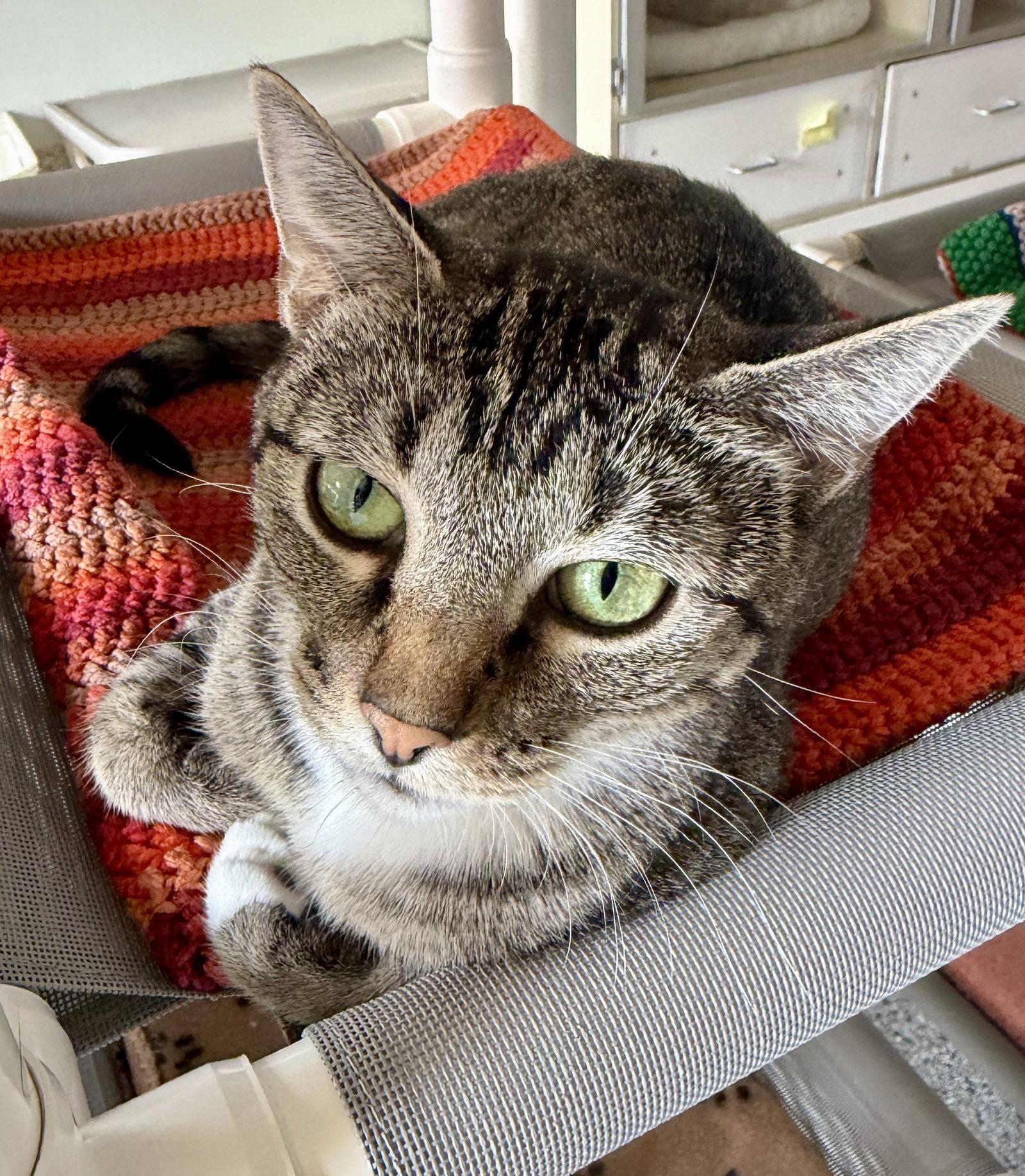 Enlarge Madonna, a Adoptable Domestic Short Hair in Evergreen, CO image 2/3