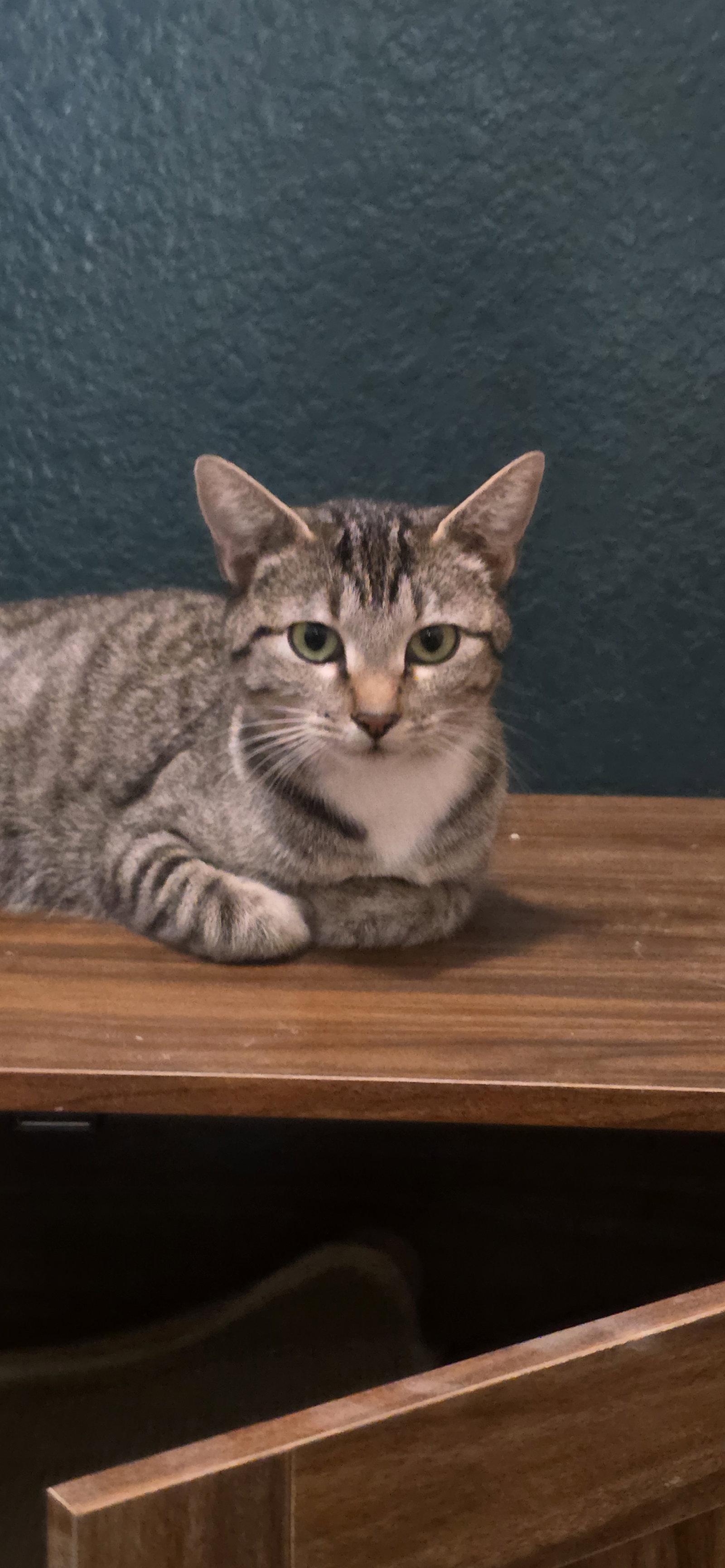 Enlarge Madonna, a Adoptable Domestic Short Hair in Evergreen, CO image 3/3