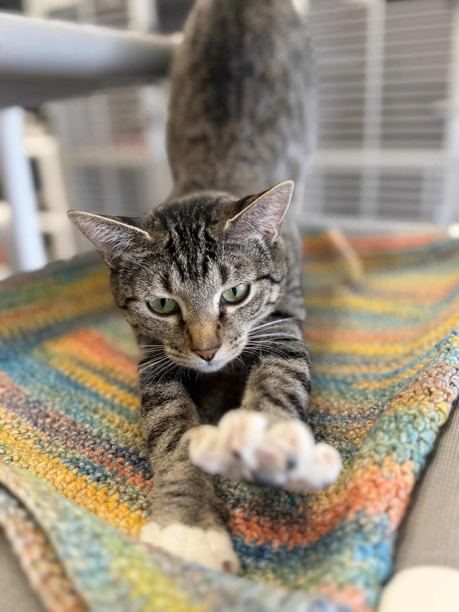 Enlarge Madonna, a Adoptable Domestic Short Hair in Evergreen, CO image 3/3