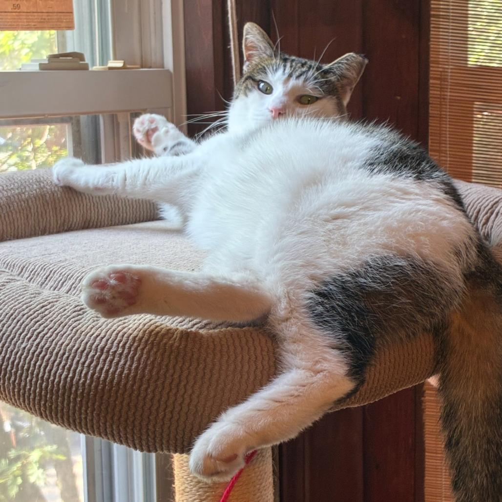Enlarge Lucy, a Adoptable Domestic Short Hair in Philadelphia, PA image 1/5