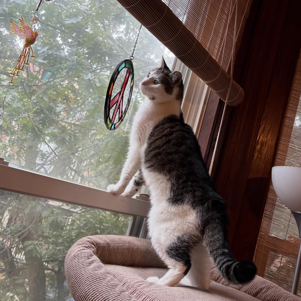 Enlarge Lucy, a Adoptable Domestic Short Hair in Philadelphia, PA image 2/5